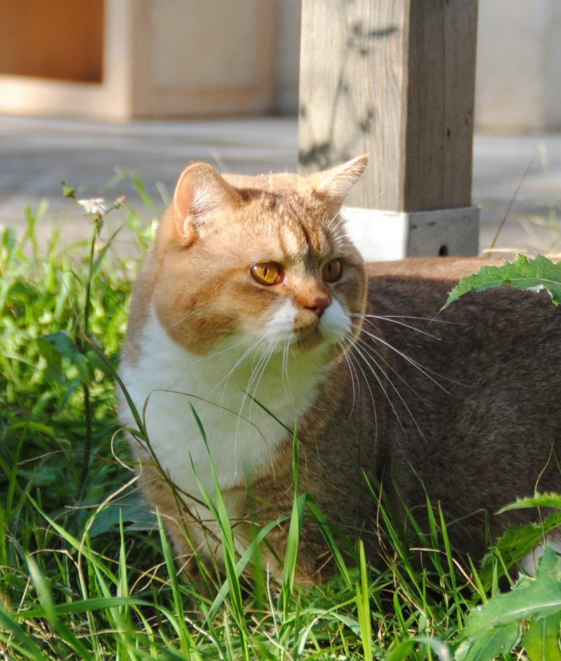 Pharaon Mâle British Shorthair