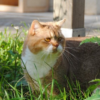 chat British Shorthair Pharaon Chatterie de Gardia Altissima